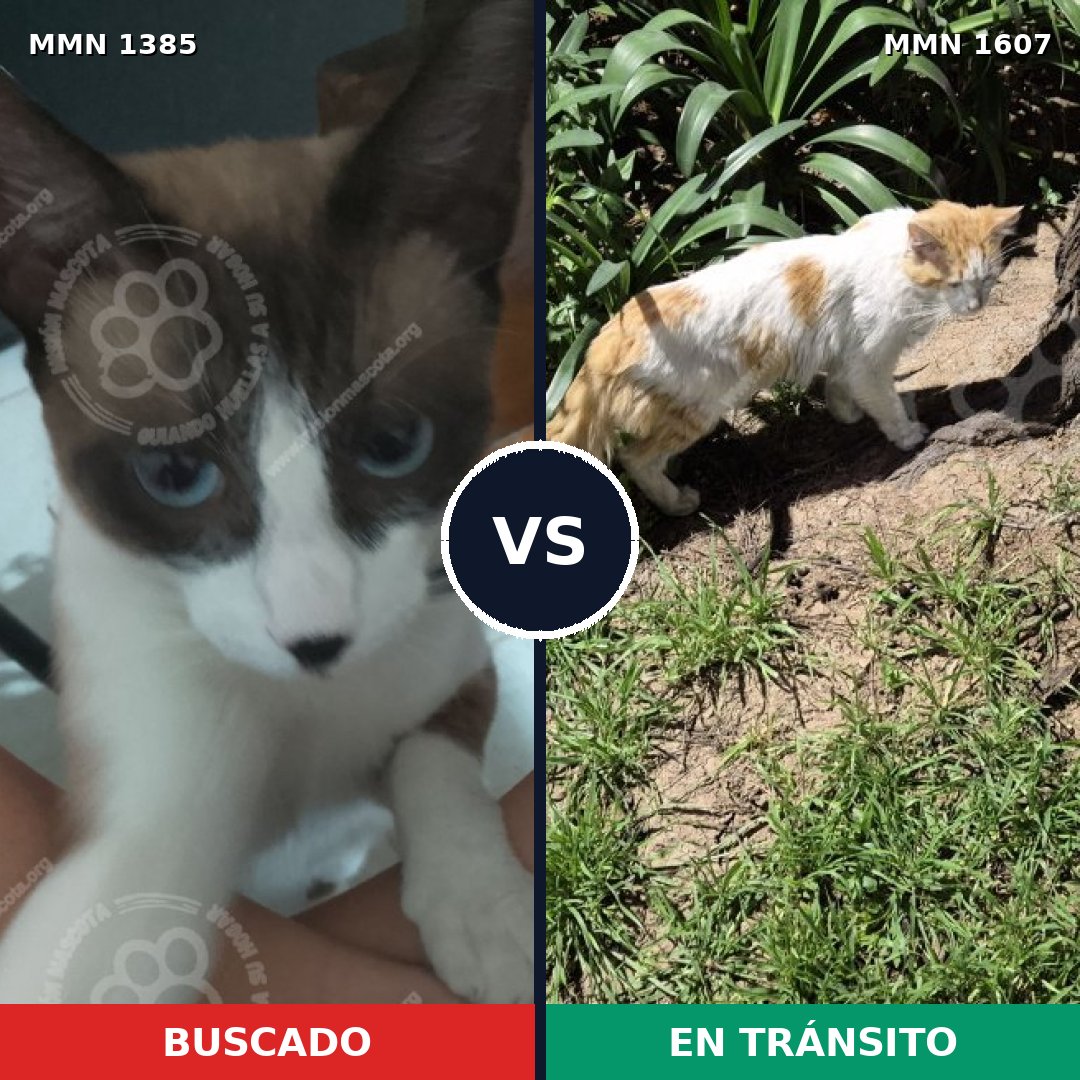 Comparativa MMS 33093: mascota perdida y mascota encontrada, 46% de similitud