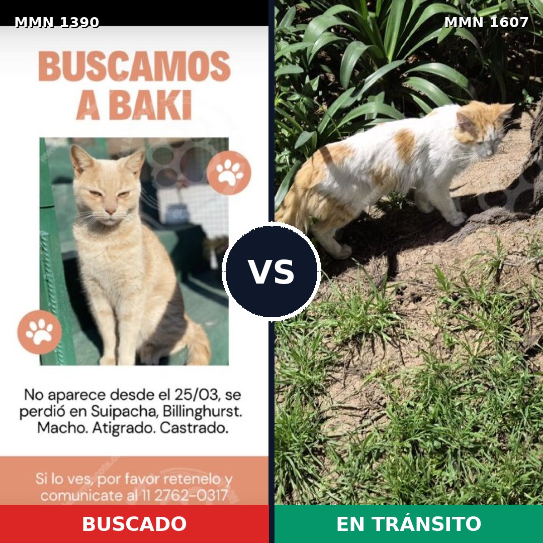 Comparativa MMS 33094: mascota perdida y mascota encontrada, 83% de similitud