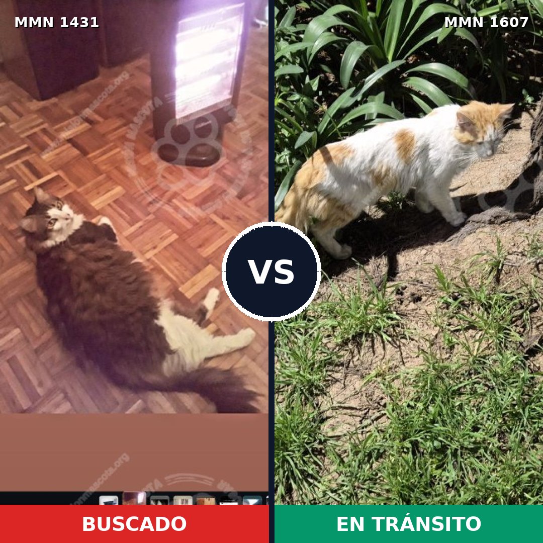 Comparativa MMS 33097: mascota perdida y mascota encontrada, 62% de similitud