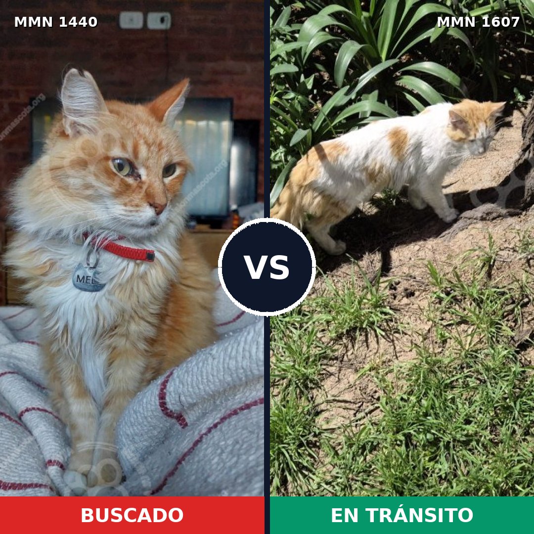 Comparativa MMS 33098: mascota perdida y mascota encontrada, 48% de similitud