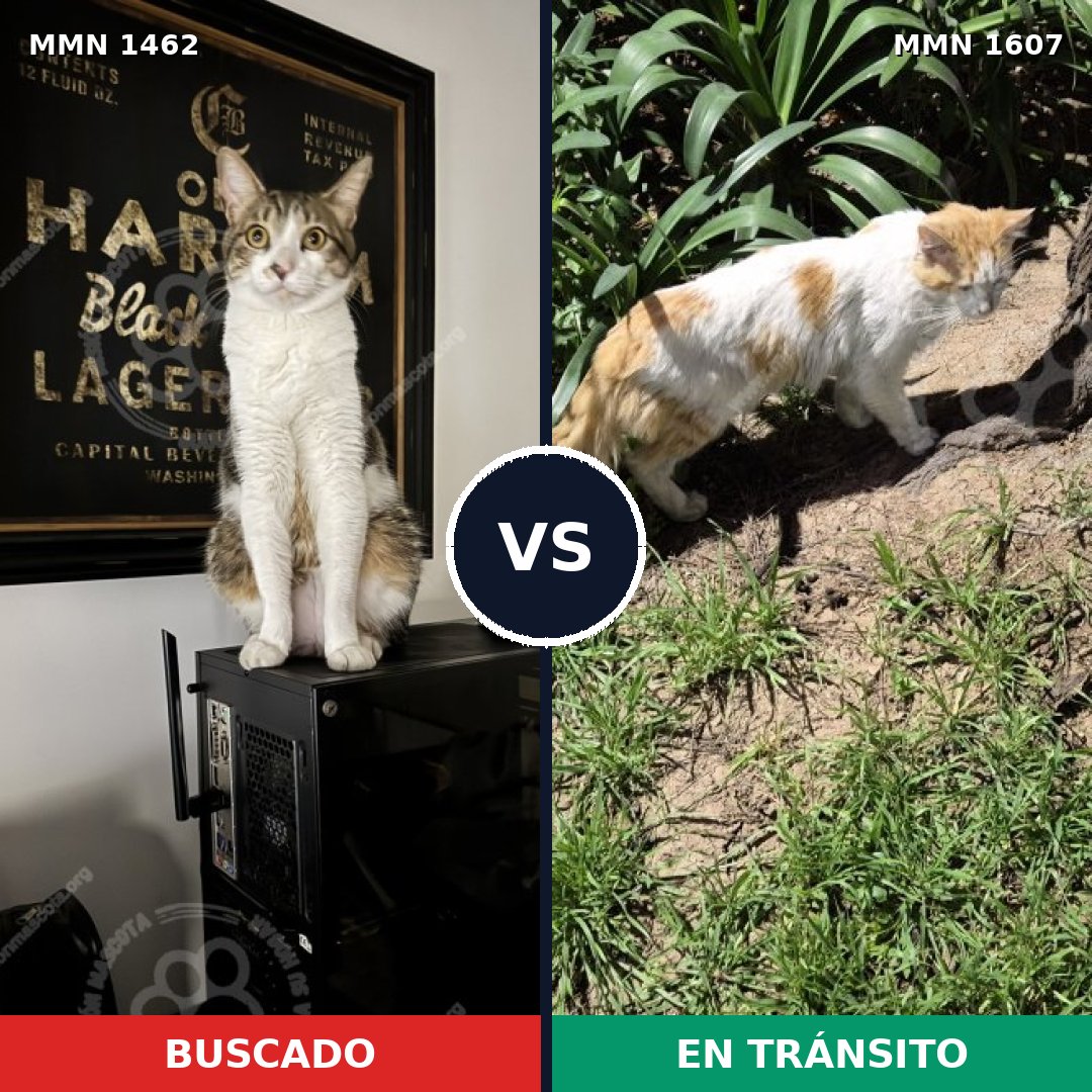 Comparativa MMS 33099: mascota perdida y mascota encontrada, 82% de similitud