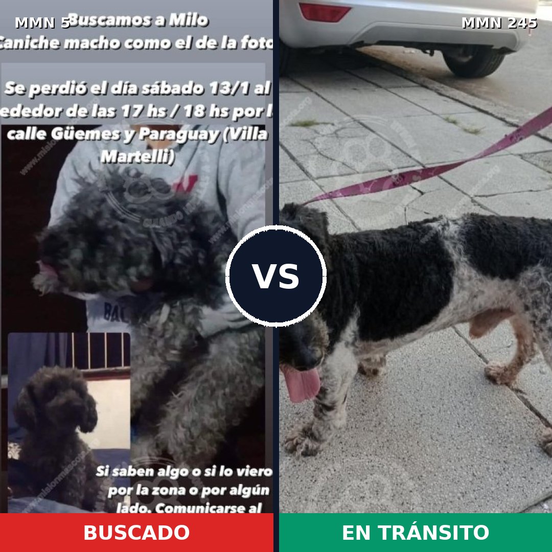 Comparativa MMS 331: mascota perdida y mascota encontrada, 41% de similitud