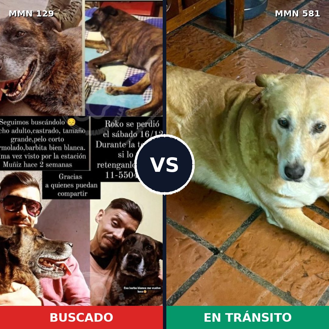 Comparativa MMS 3310: mascota perdida y mascota encontrada, 62% de similitud