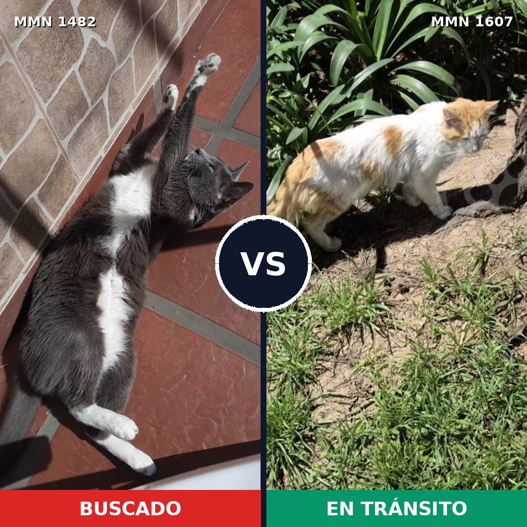 Comparativa MMS 33103: mascota perdida y mascota encontrada, 76% de similitud