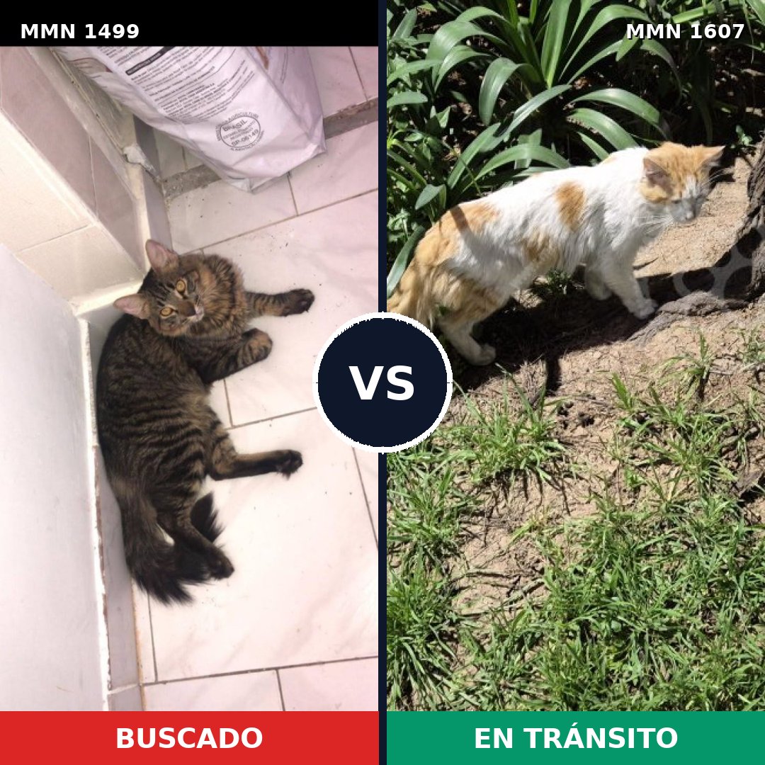 Comparativa MMS 33105: mascota perdida y mascota encontrada, 61% de similitud