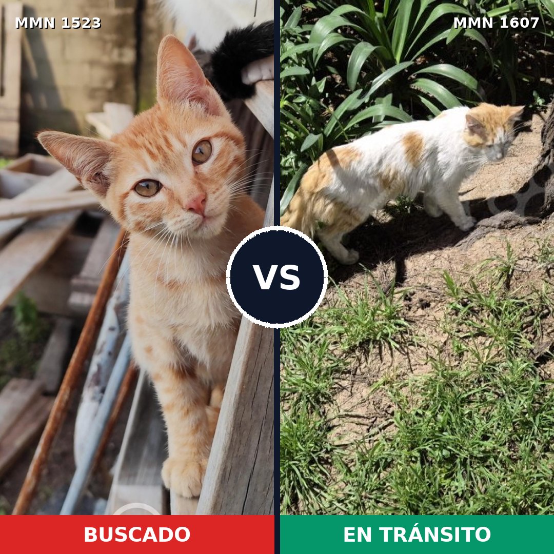 Comparativa MMS 33108: mascota perdida y mascota encontrada, 46% de similitud