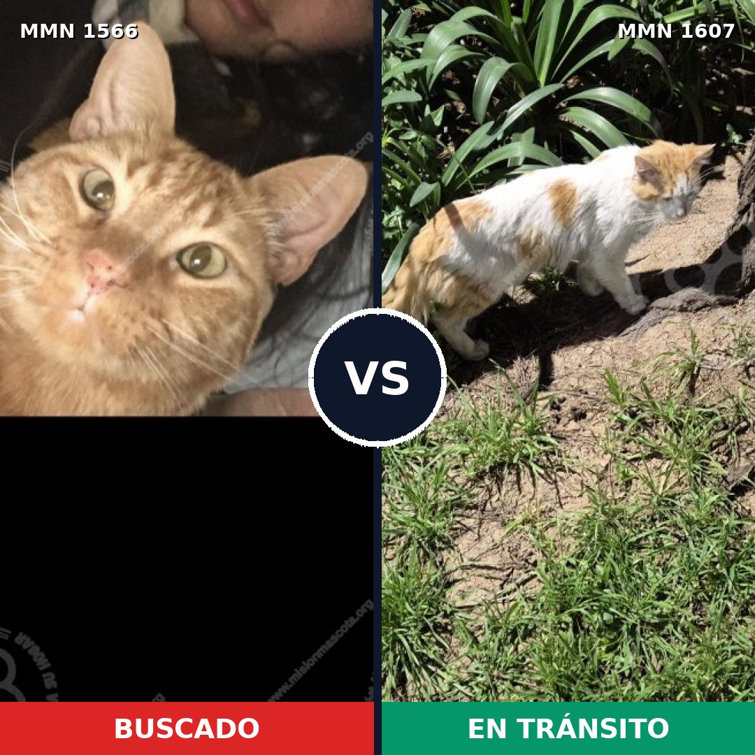 Comparativa MMS 33112: mascota perdida y mascota encontrada, 44% de similitud