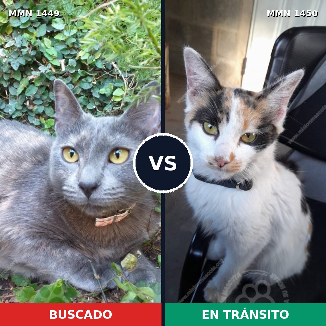Comparativa MMS 33117: mascota perdida y mascota encontrada, 49% de similitud