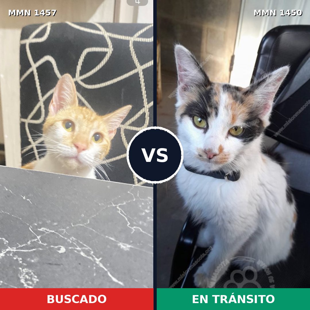 Comparativa MMS 33118: mascota perdida y mascota encontrada, 74% de similitud