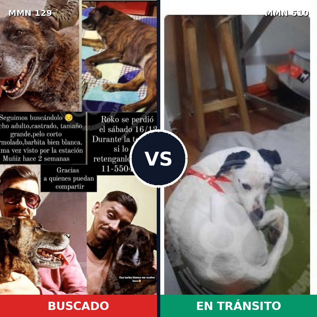 Comparativa MMS 3312: mascota perdida y mascota encontrada, 10% de similitud