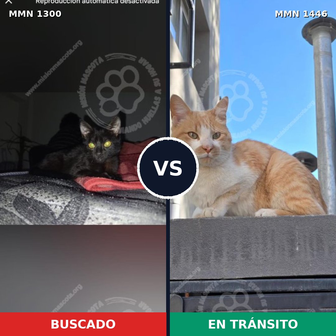 Comparativa MMS 33121: mascota perdida y mascota encontrada, 57% de similitud
