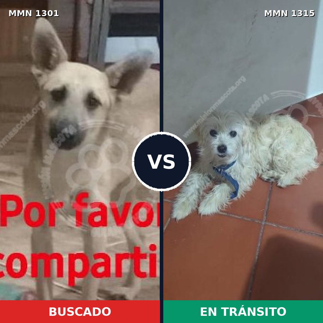 Comparativa MMS 33123: mascota perdida y mascota encontrada, 60% de similitud