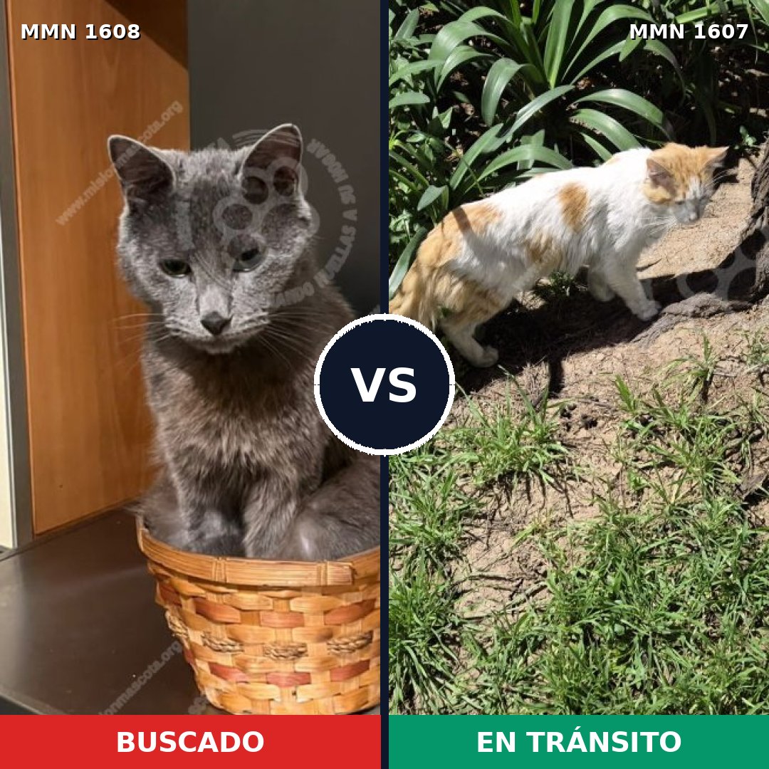 Comparativa MMS 33125: mascota perdida y mascota encontrada, 63% de similitud