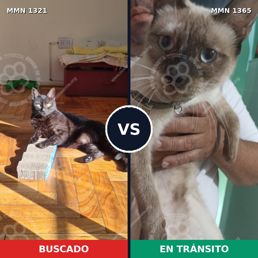 Comparativa MMS 33126: mascota perdida y mascota encontrada, 31% de similitud