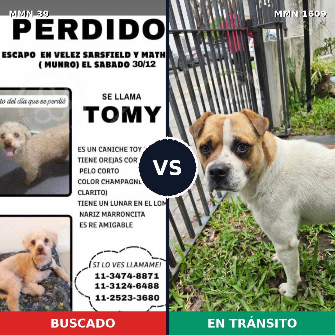 Comparativa MMS 33127: mascota perdida y mascota encontrada, 30% de similitud