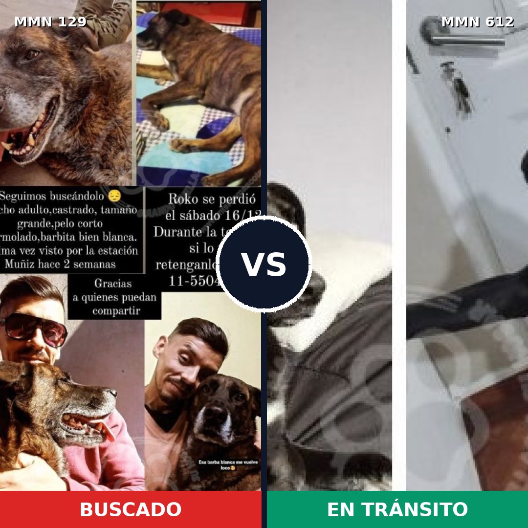 Comparativa MMS 3313: mascota perdida y mascota encontrada, 10% de similitud