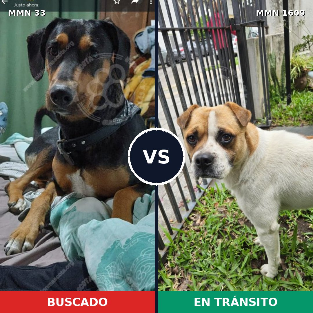 Comparativa MMS 33139: mascota perdida y mascota encontrada, 56% de similitud