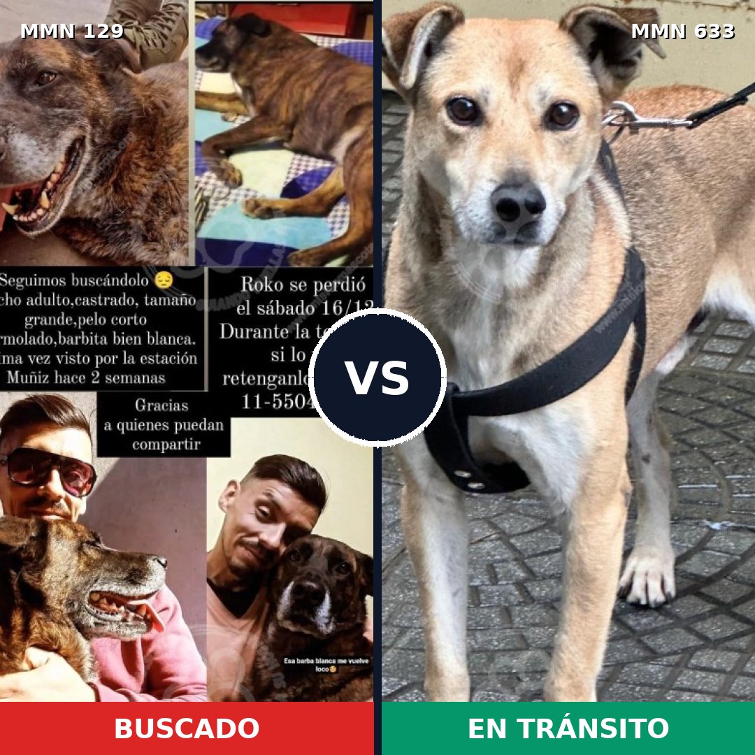 Comparativa MMS 3314: mascota perdida y mascota encontrada, 8% de similitud