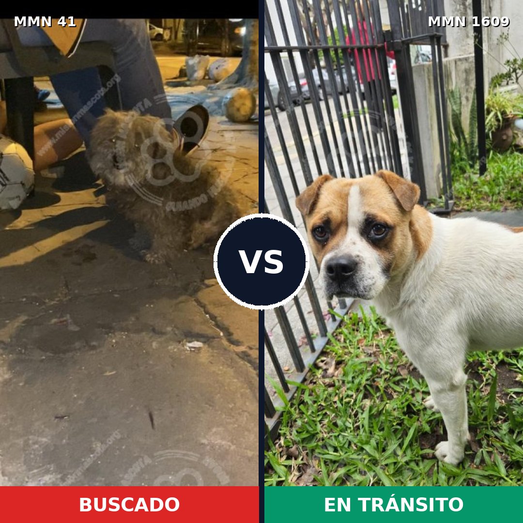 Comparativa MMS 33140: mascota perdida y mascota encontrada, 54% de similitud