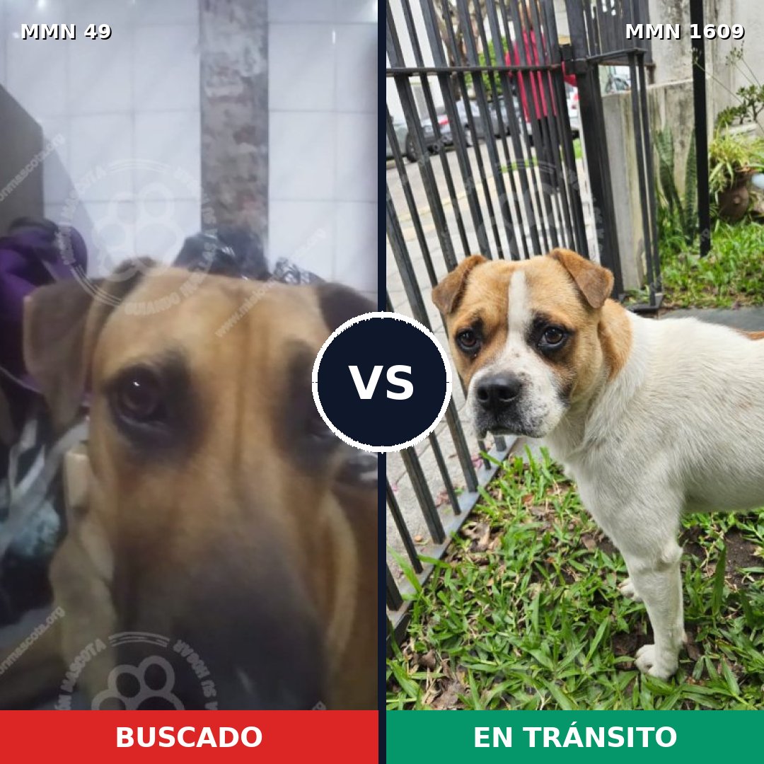 Comparativa MMS 33141: mascota perdida y mascota encontrada, 53% de similitud