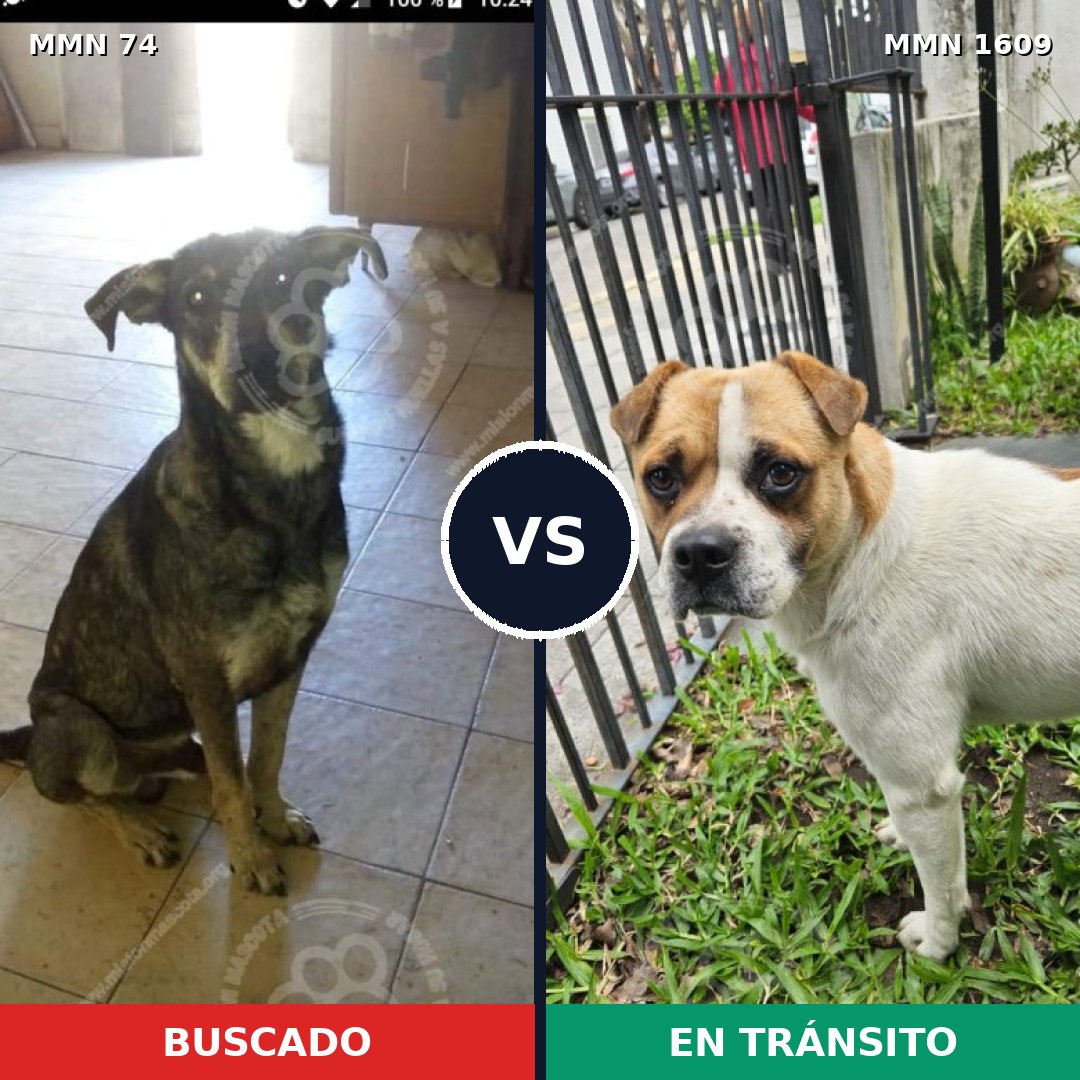 Comparativa MMS 33144: mascota perdida y mascota encontrada, 52% de similitud