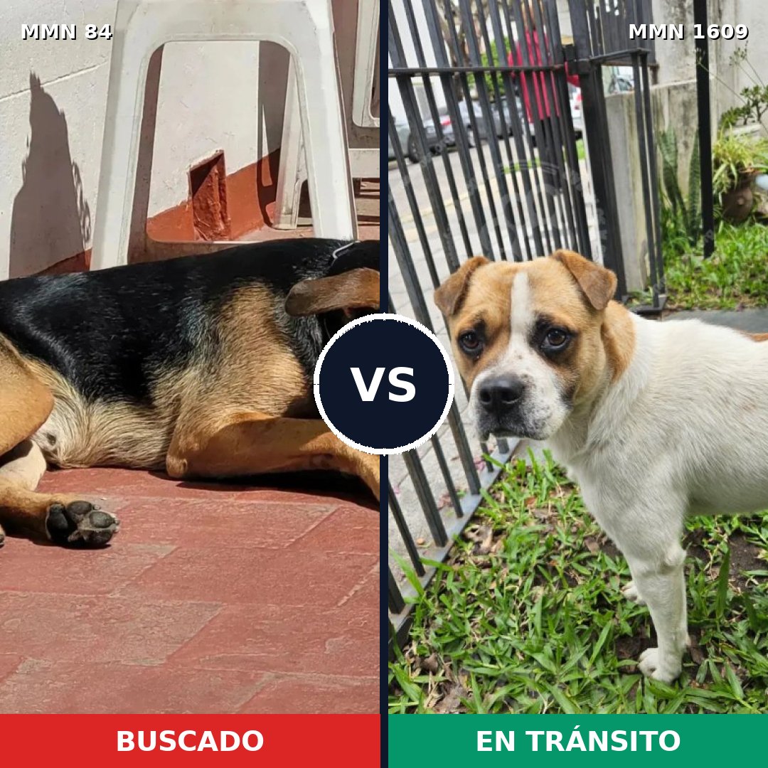 Comparativa MMS 33145: mascota perdida y mascota encontrada, 56% de similitud