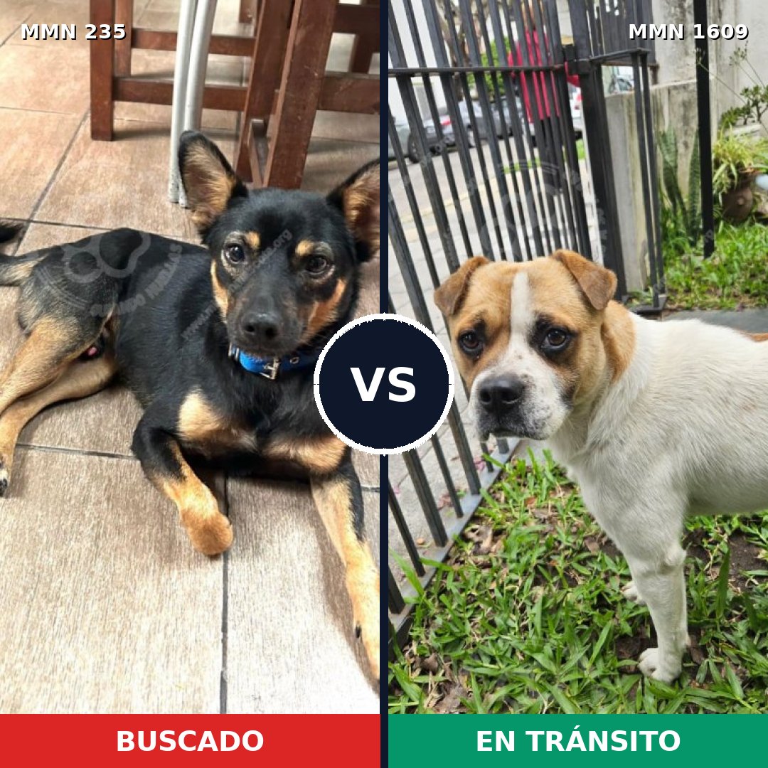 Comparativa MMS 33149: mascota perdida y mascota encontrada, 54% de similitud