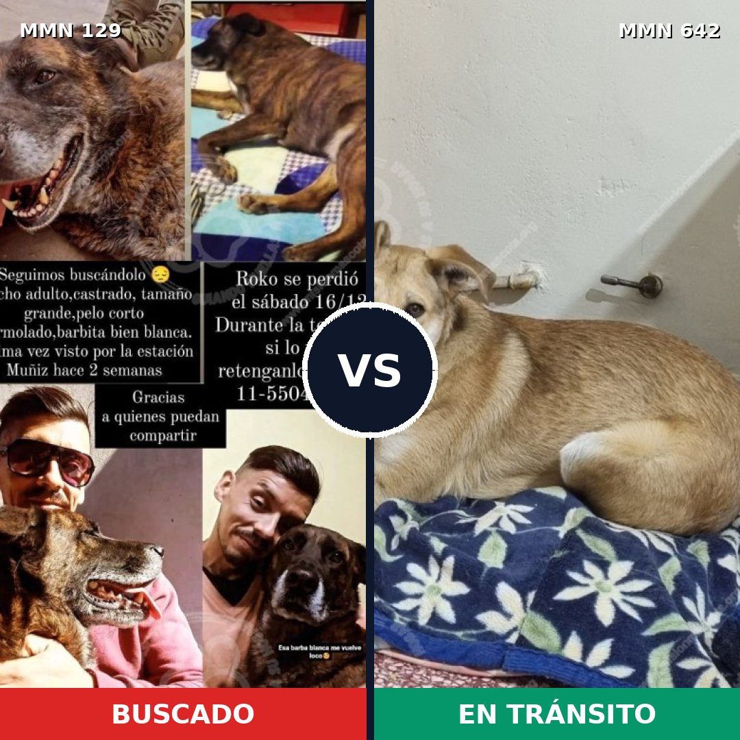 Comparativa MMS 3315: mascota perdida y mascota encontrada, 51% de similitud
