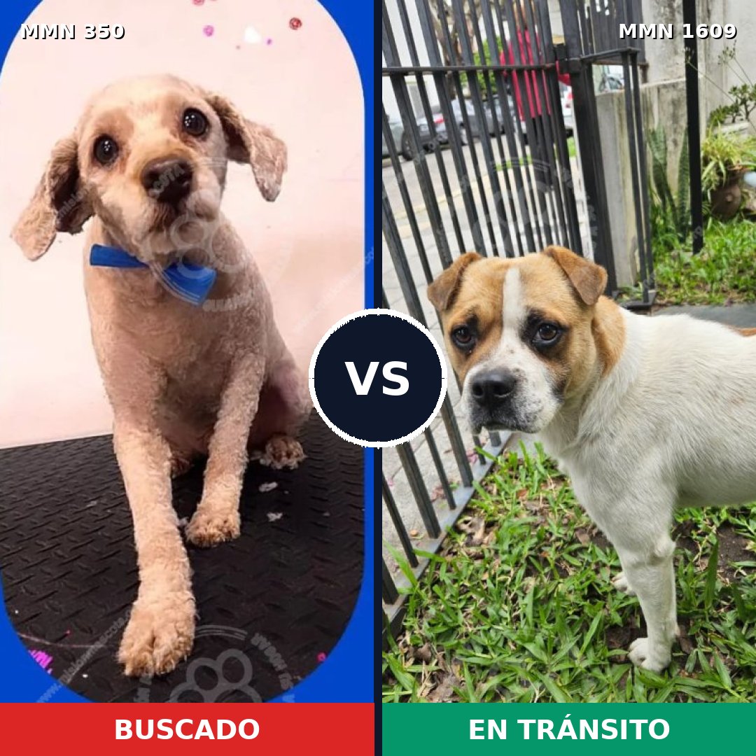 Comparativa MMS 33152: mascota perdida y mascota encontrada, 45% de similitud