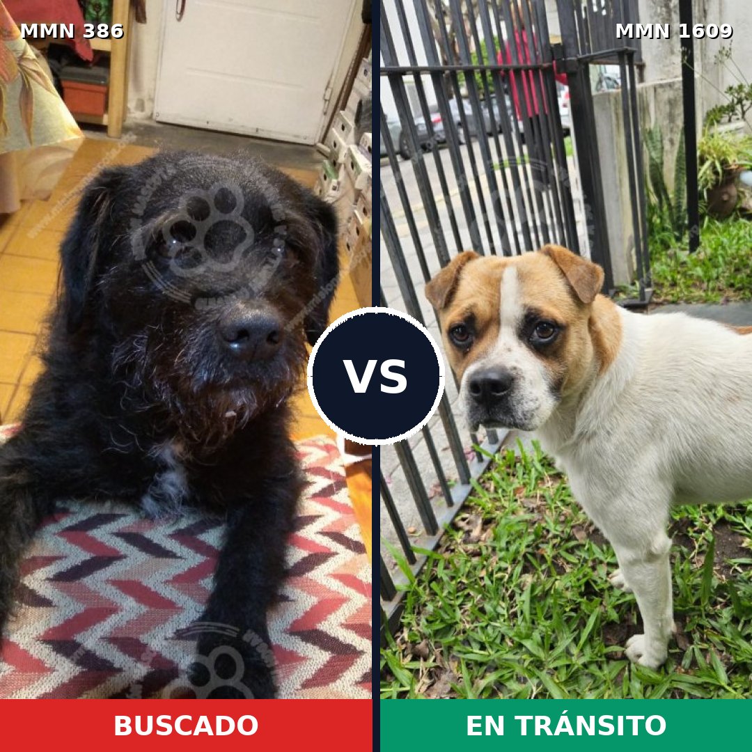 Comparativa MMS 33153: mascota perdida y mascota encontrada, 70% de similitud