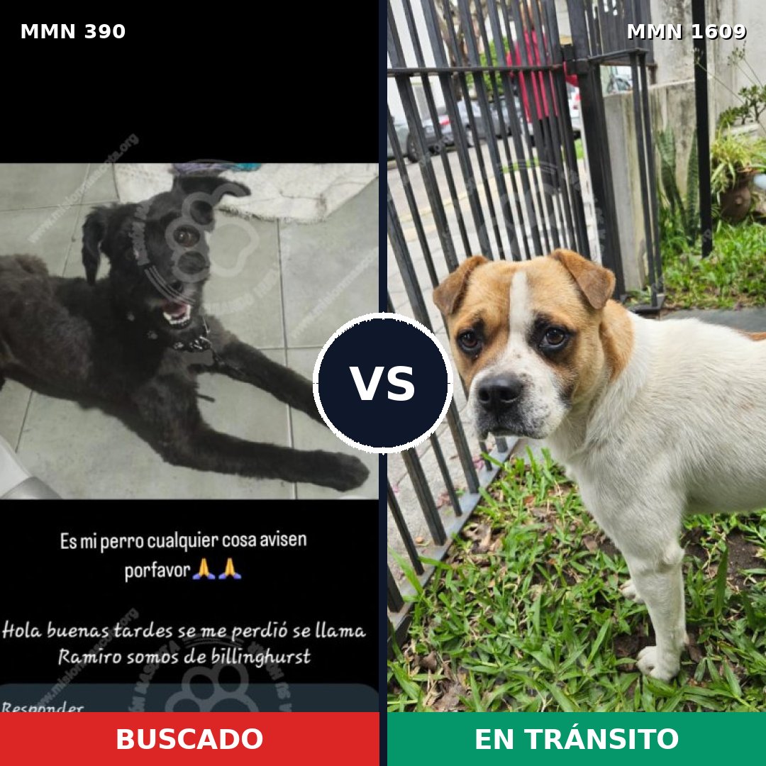 Comparativa MMS 33154: mascota perdida y mascota encontrada, 47% de similitud