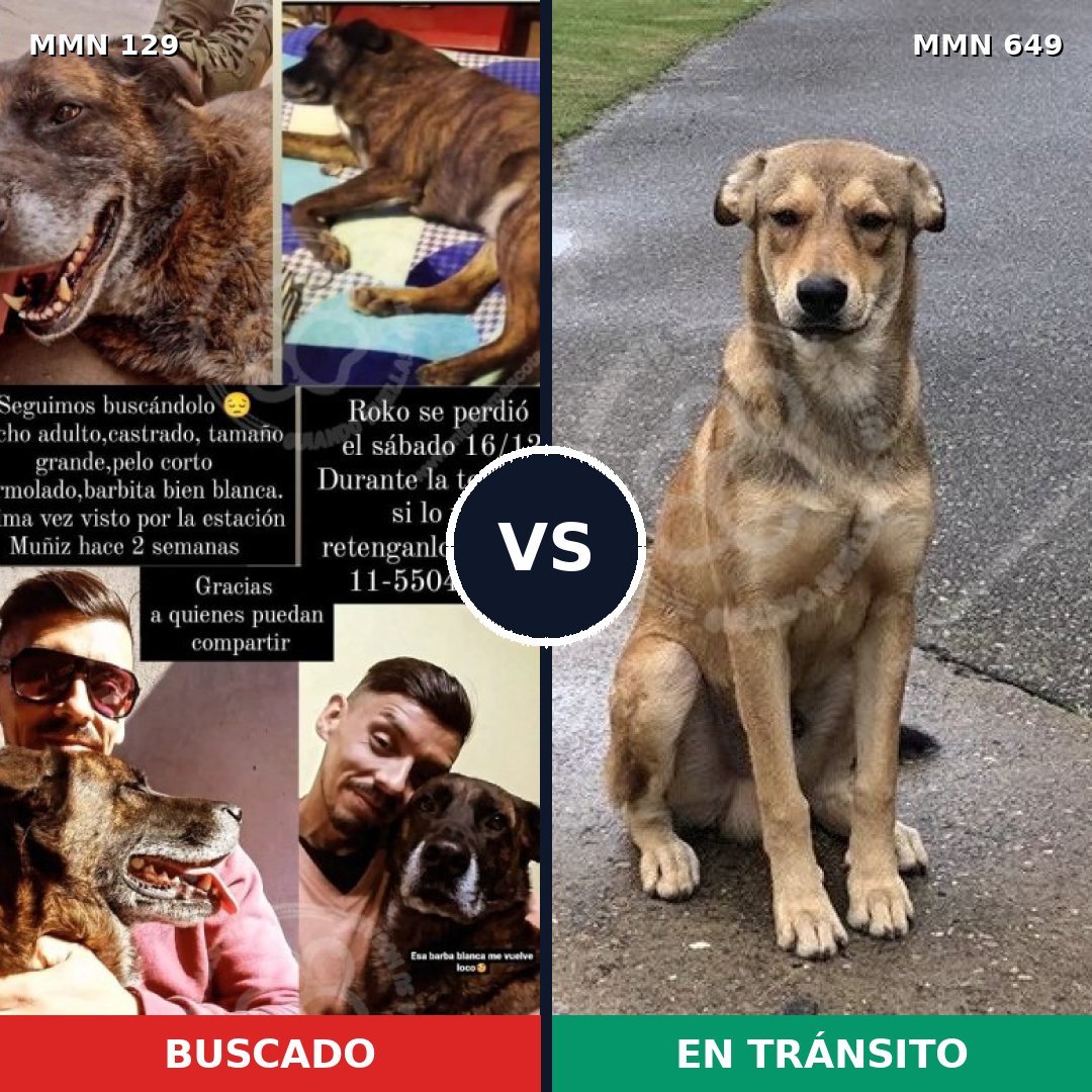 Comparativa MMS 3316: mascota perdida y mascota encontrada, 47% de similitud