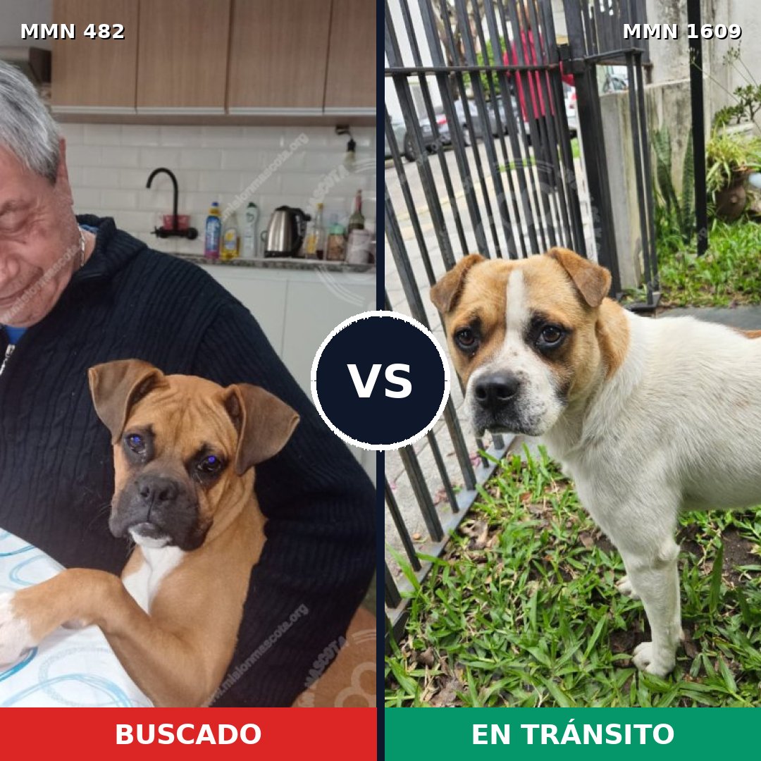Comparativa MMS 33163: mascota perdida y mascota encontrada, 45% de similitud