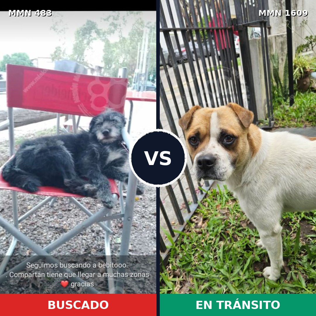 Comparativa MMS 33164: mascota perdida y mascota encontrada, 71% de similitud