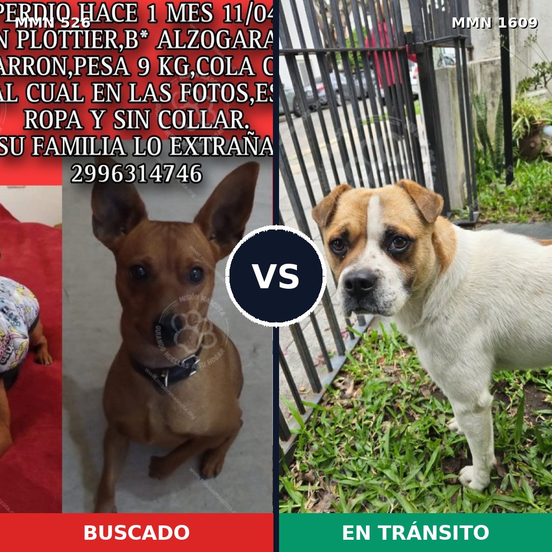 Comparativa MMS 33167: mascota perdida y mascota encontrada, 28% de similitud