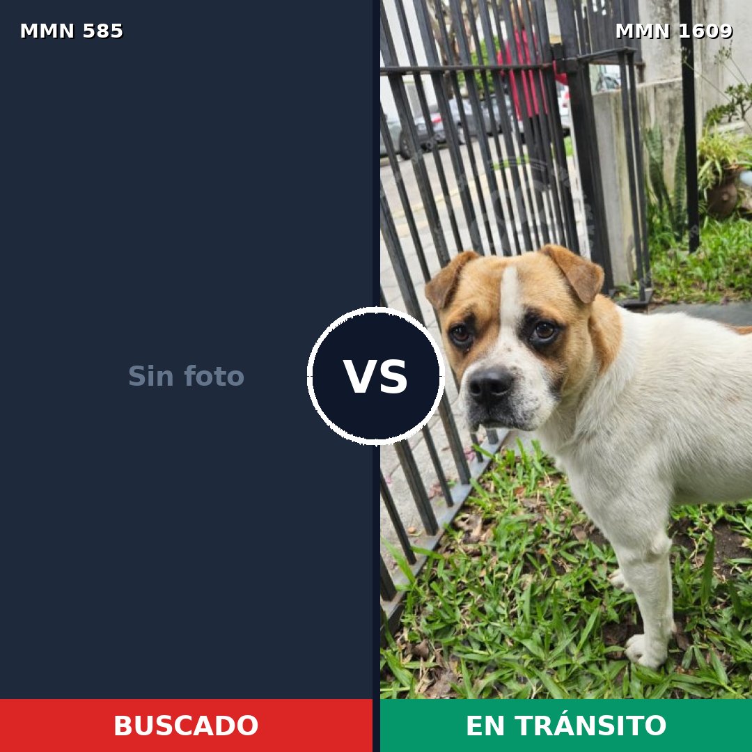 Comparativa MMS 33176: mascota perdida y mascota encontrada, 30% de similitud