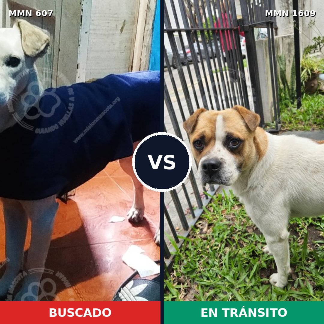 Comparativa MMS 33178: mascota perdida y mascota encontrada, 83% de similitud