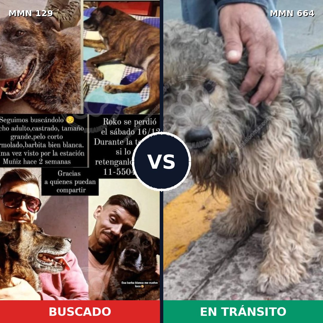 Comparativa MMS 3318: mascota perdida y mascota encontrada, 8% de similitud