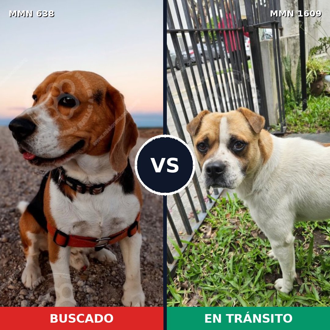 Comparativa MMS 33184: mascota perdida y mascota encontrada, 30% de similitud