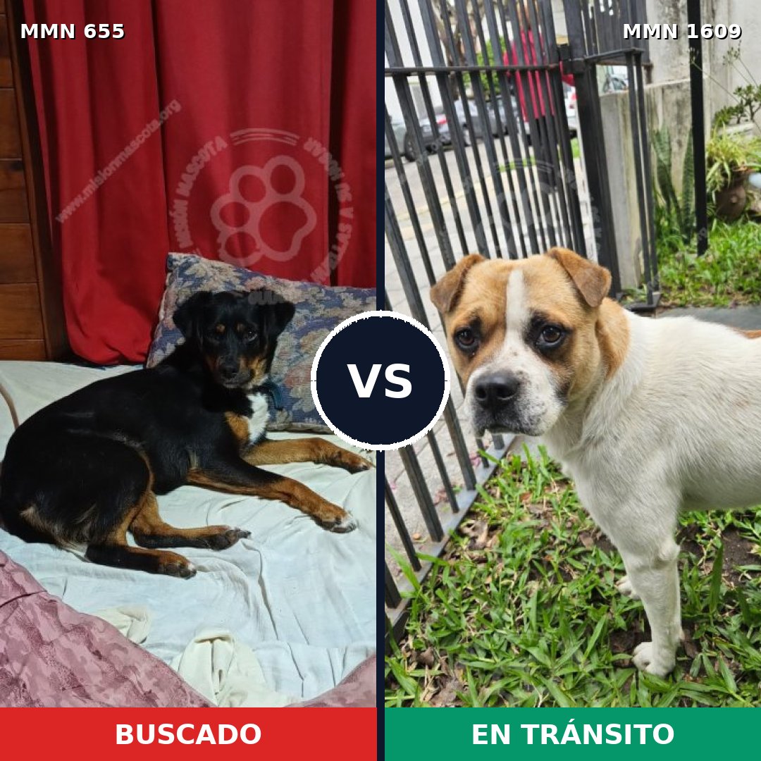 Comparativa MMS 33188: mascota perdida y mascota encontrada, 50% de similitud