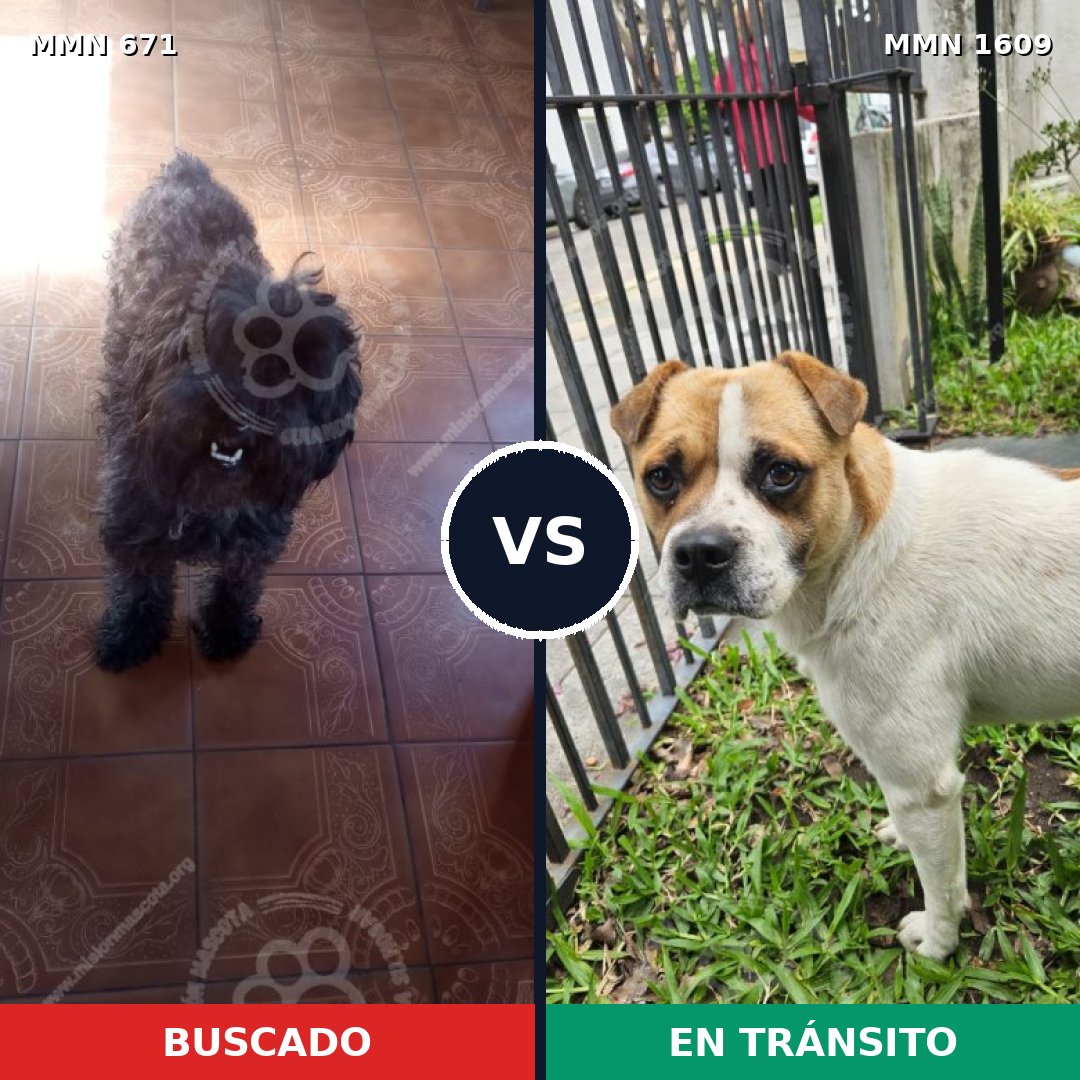 Comparativa MMS 33189: mascota perdida y mascota encontrada, 27% de similitud