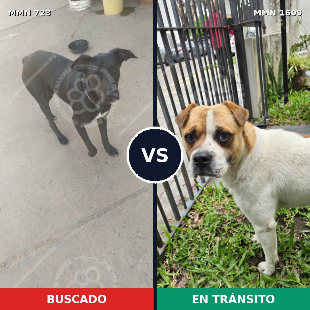 Comparativa MMS 33195: mascota perdida y mascota encontrada, 55% de similitud
