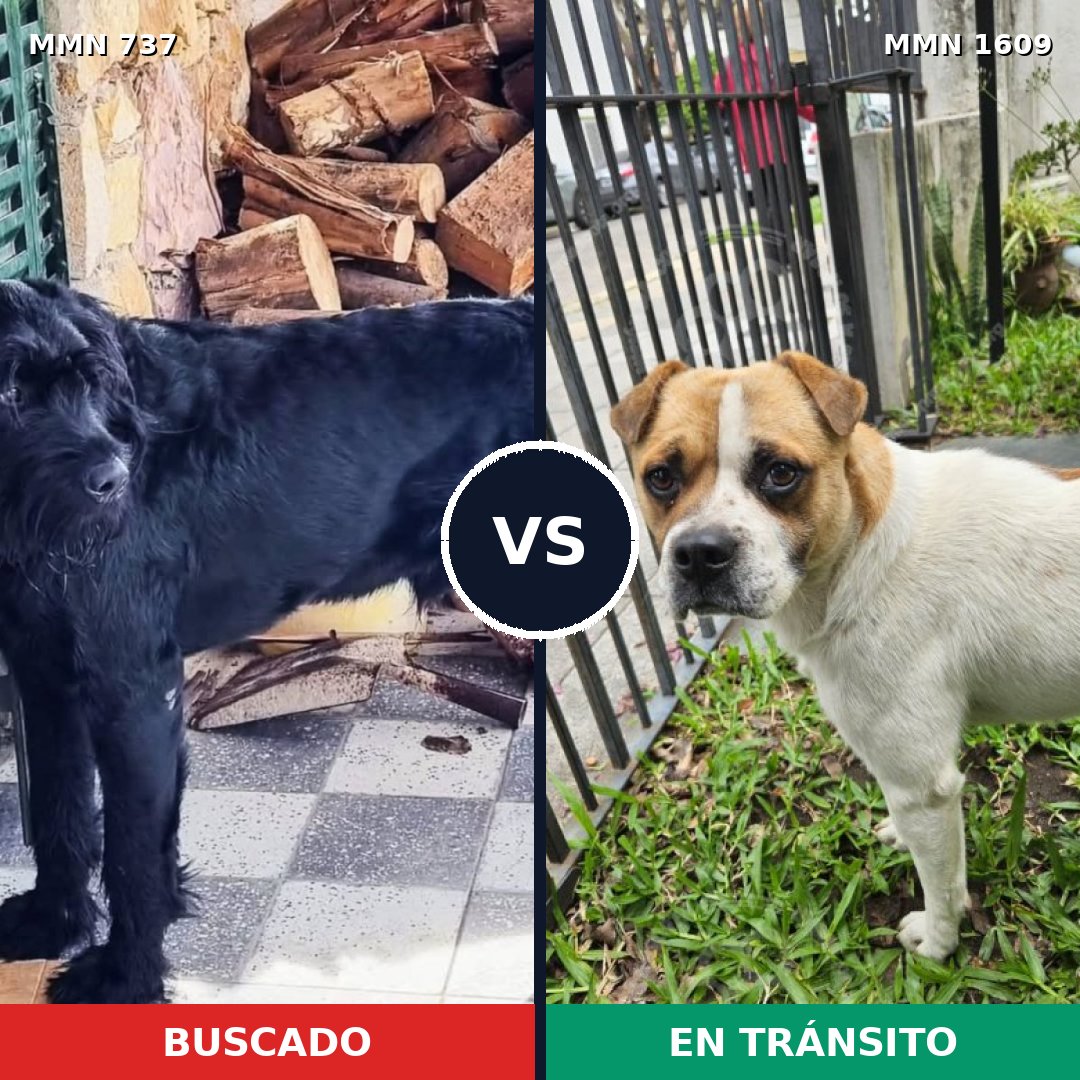 Comparativa MMS 33196: mascota perdida y mascota encontrada, 17% de similitud