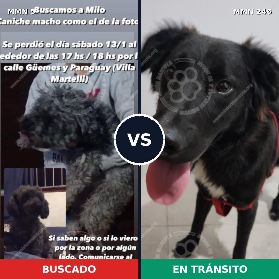Comparativa MMS 332: mascota perdida y mascota encontrada, 38% de similitud