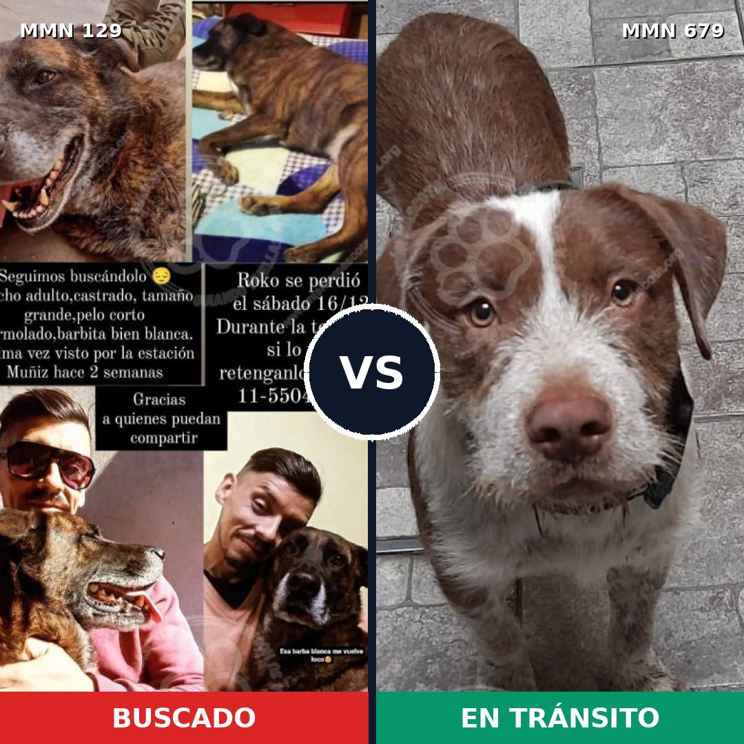 Comparativa MMS 3320: mascota perdida y mascota encontrada, 48% de similitud