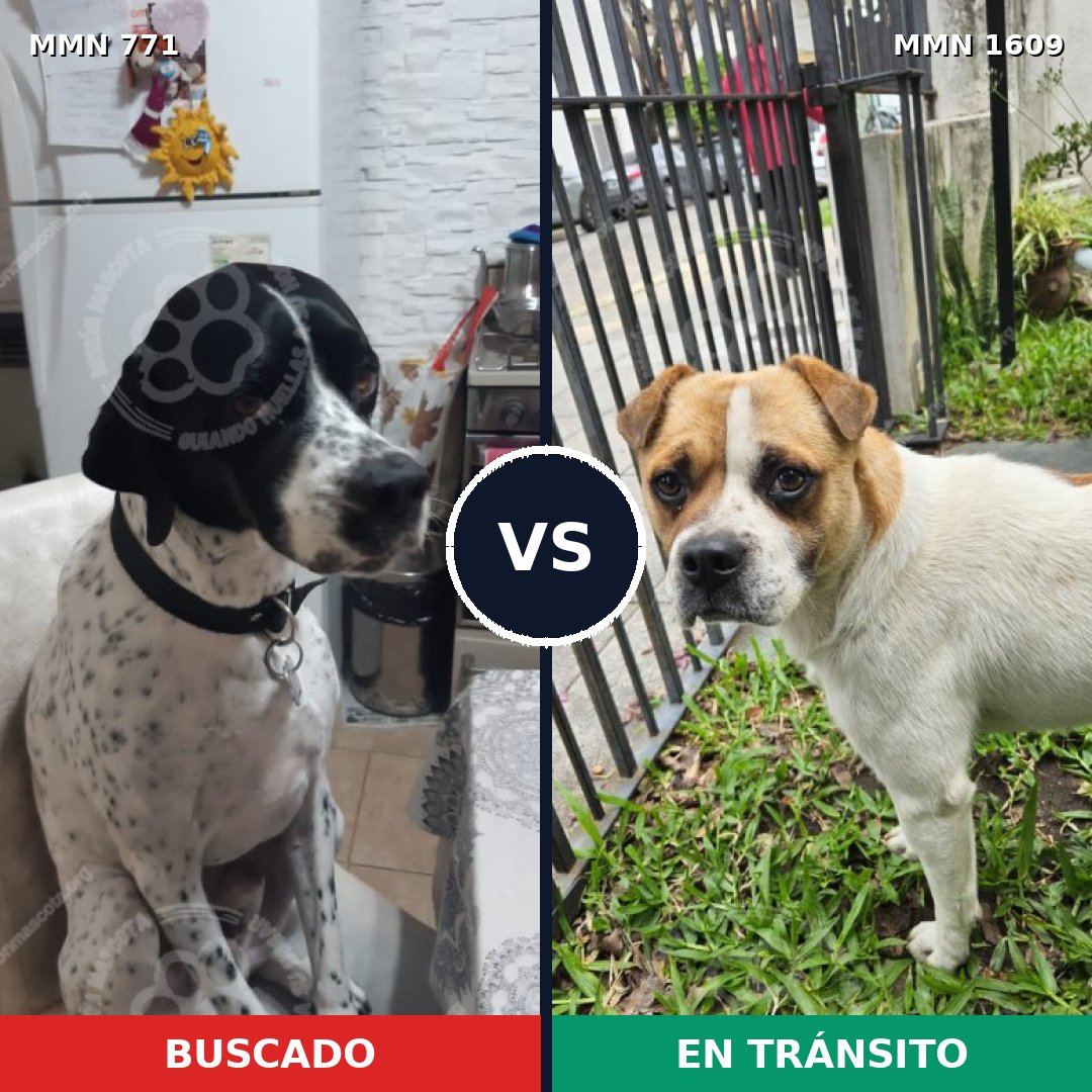 Comparativa MMS 33204: mascota perdida y mascota encontrada, 50% de similitud