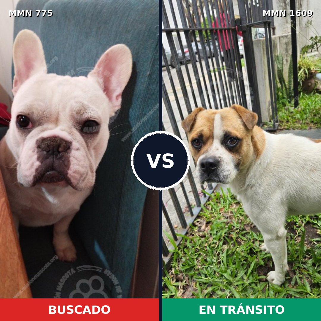 Comparativa MMS 33206: mascota perdida y mascota encontrada, 56% de similitud