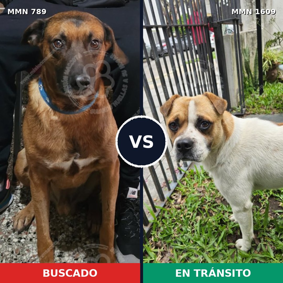Comparativa MMS 33209: mascota perdida y mascota encontrada, 59% de similitud