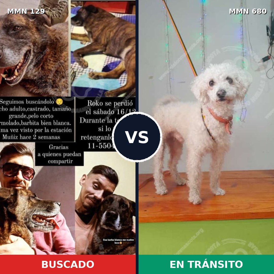Comparativa MMS 3321: mascota perdida y mascota encontrada, 8% de similitud