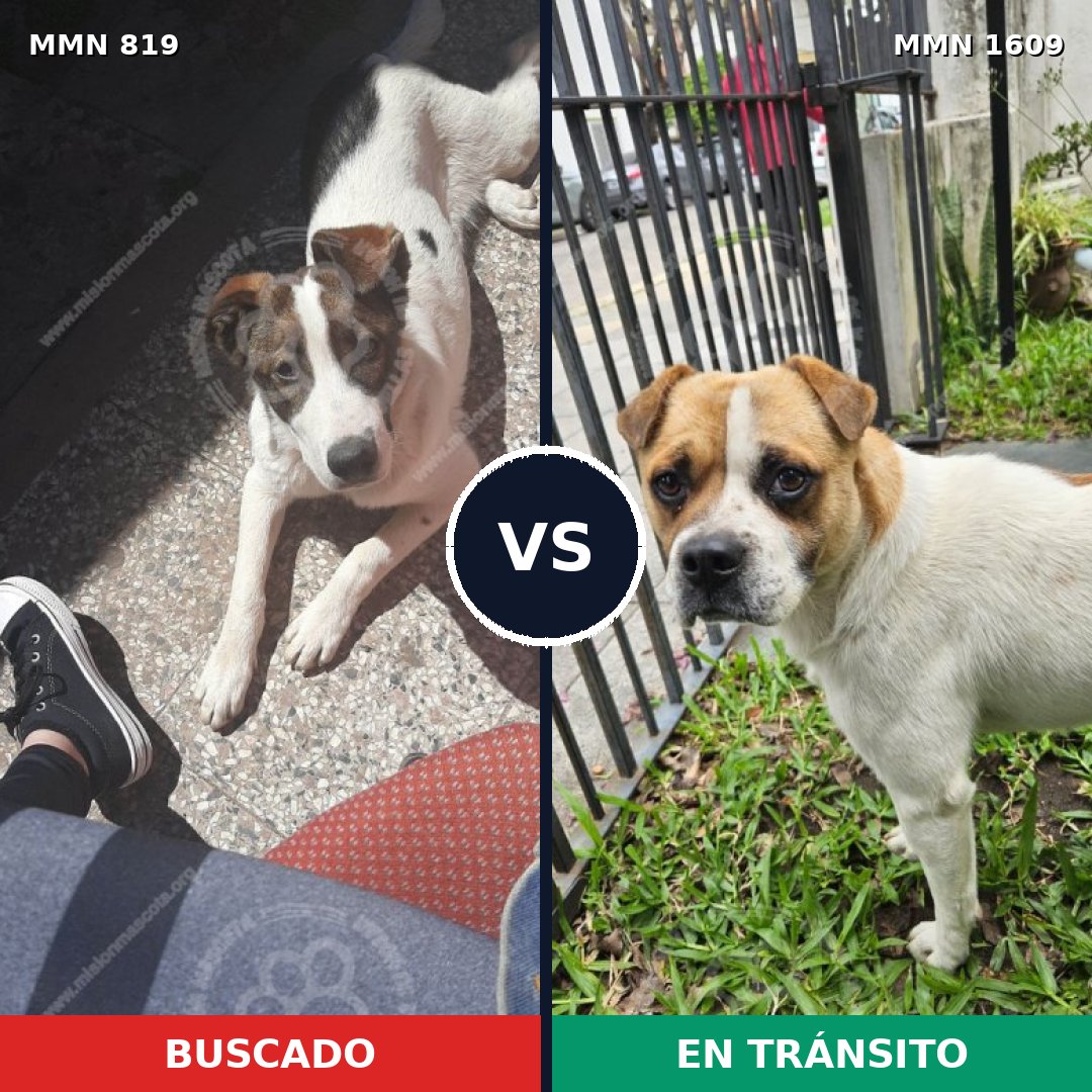 Comparativa MMS 33212: mascota perdida y mascota encontrada, 81% de similitud